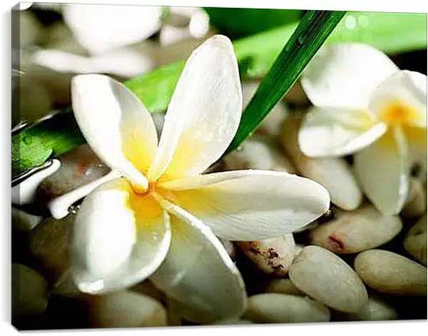 Постер на подрамнике - Камни и плюмерии