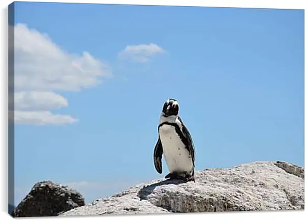 Постер на подрамнике - Пингвин на камне