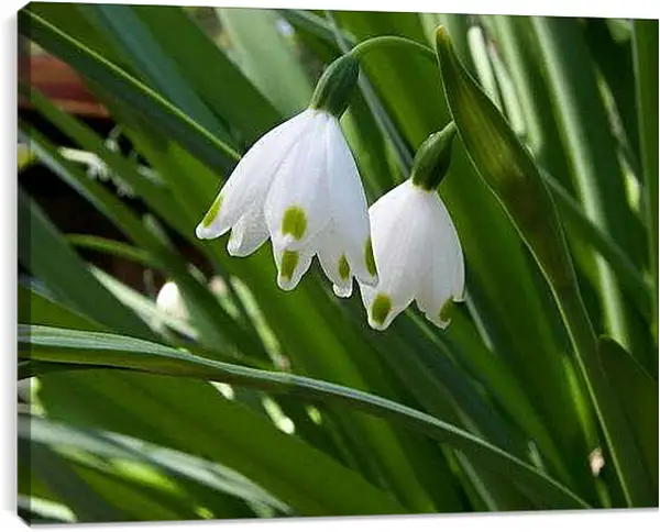 Постер на подрамнике - Весна