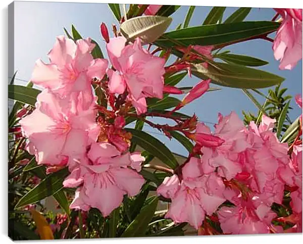 Постер на подрамнике - Розовая магнолия