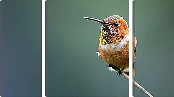 Модульная картина - Колибри