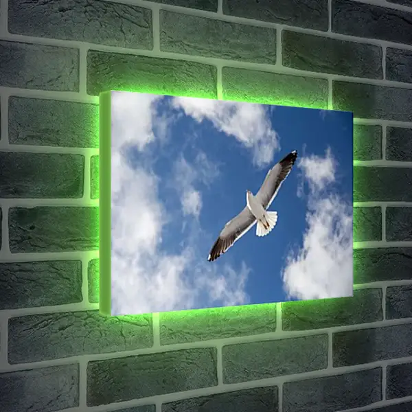 Лайтбокс световая панель - Чайка