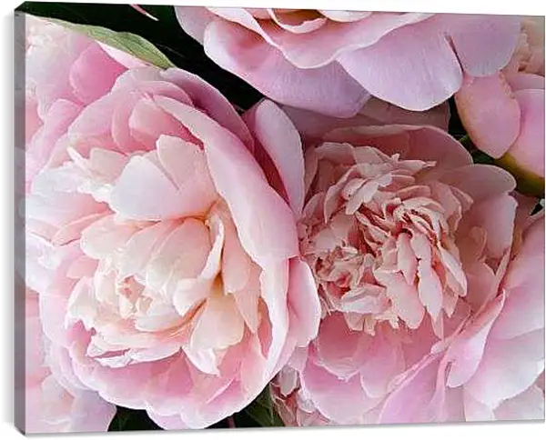 Постер на подрамнике - Пионы