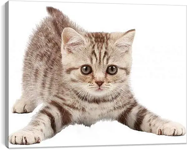 Постер на подрамнике - Котенок