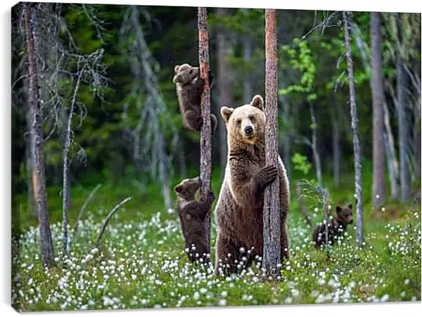 Постер на подрамнике - Медведица и три медвежонка