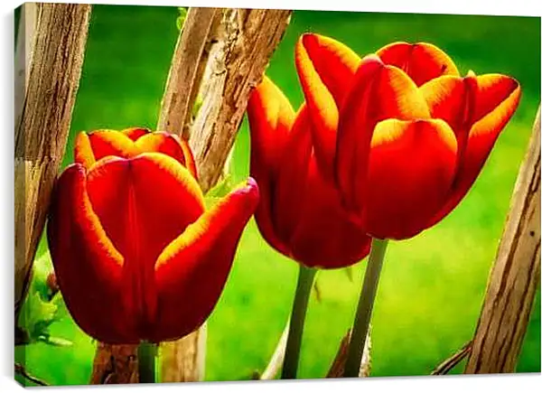 Постер на подрамнике - Красные тюльпаны
