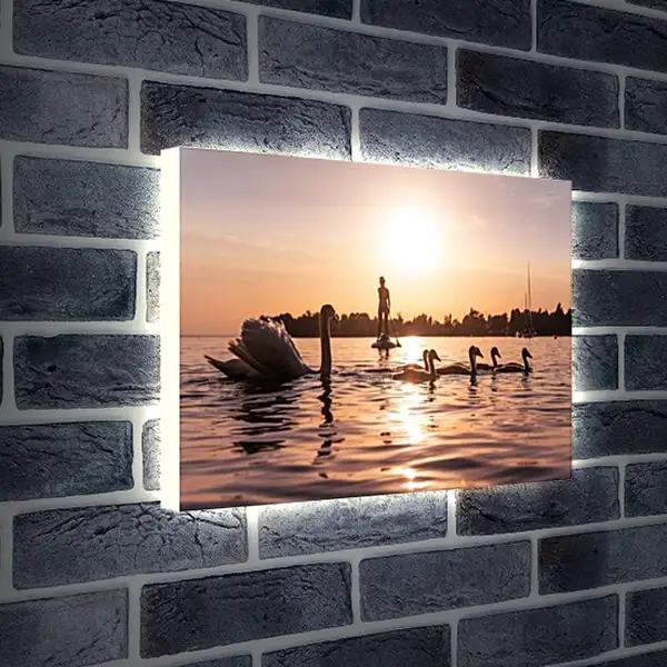 Лайтбокс световая панель - Лебеди на прогулке