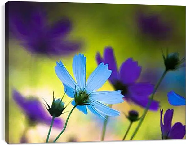 Постер на подрамнике - Голубые и фиолетовые цветы космеи