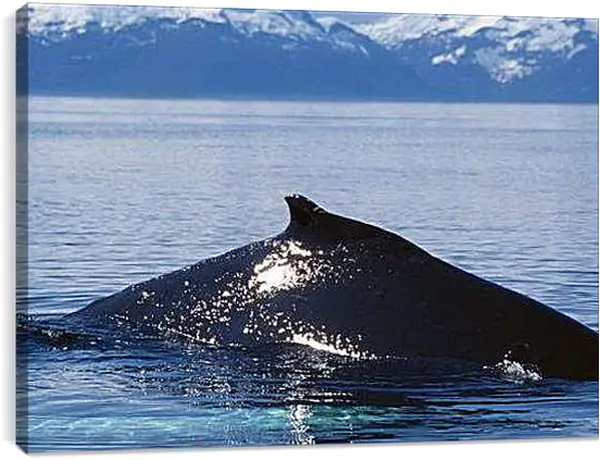 Постер на подрамнике - Киты