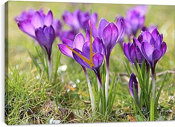 Часы картина - Крокусы