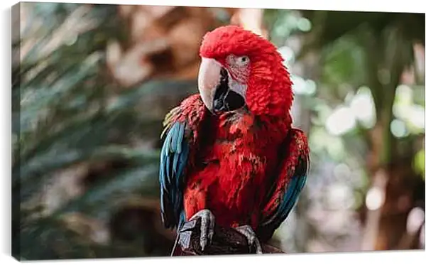 Постер на подрамнике - Попугай тропический Ара