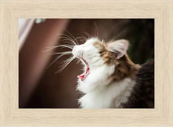 Картина в раме - Портрет кота
