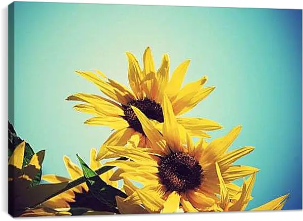 Постер на подрамнике - Подсолнухи в лучах