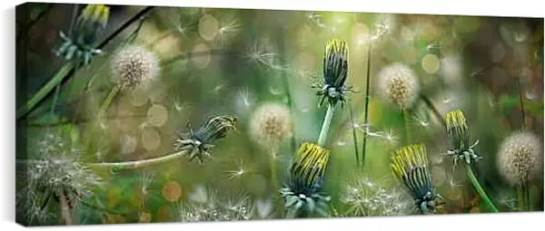 Постер на подрамнике - Белые и жёлтые одуванчики