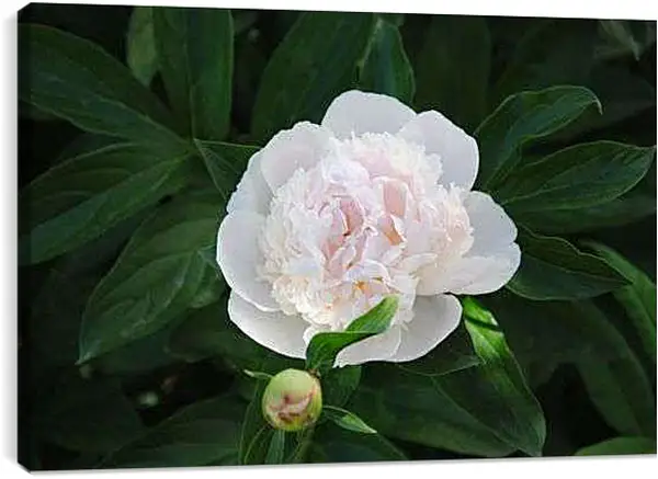 Постер на подрамнике - Белый пион