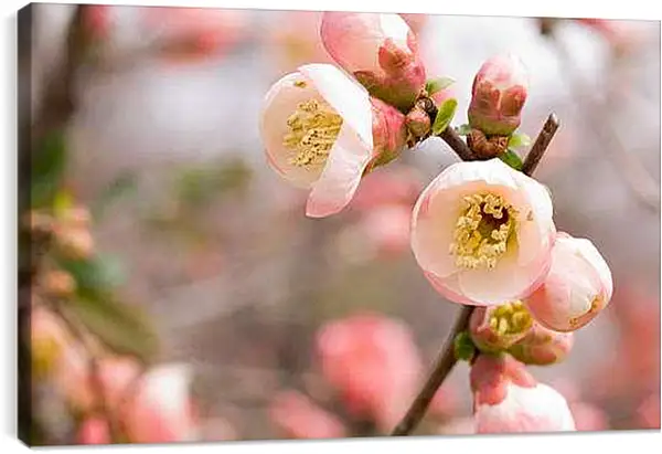 Постер на подрамнике - Весна