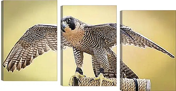 Модульная картина - Сокол с расправленными крыльями