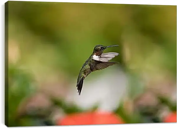 Постер на подрамнике - Колибри