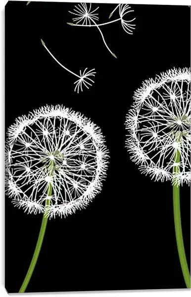 Постер на подрамнике - Одуванчики на чёрном фоне