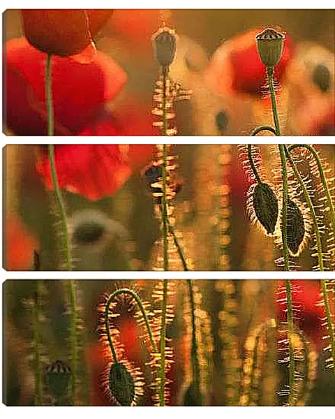 Модульная картина - Коробочки маков