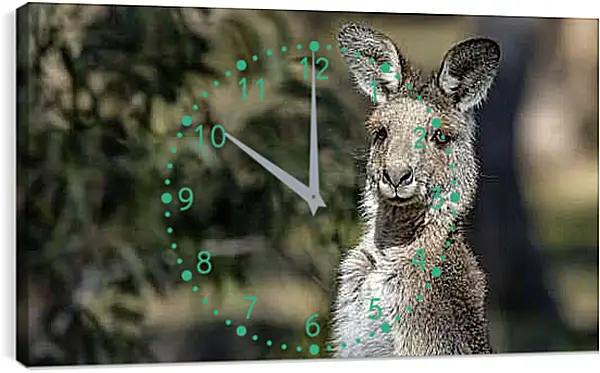 Часы картина - Кенгуру