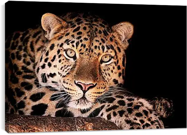 Постер на подрамнике - Леопард