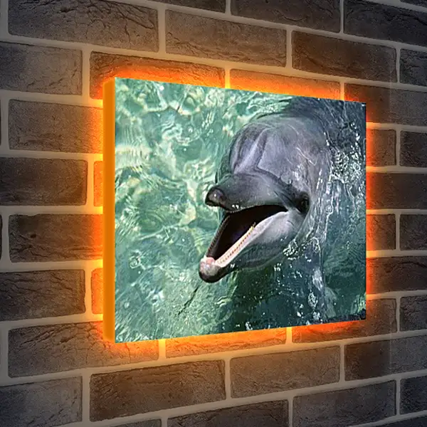 Лайтбокс световая панель - Дельфины