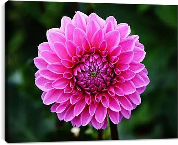 Постер на подрамнике - Розовый георгин