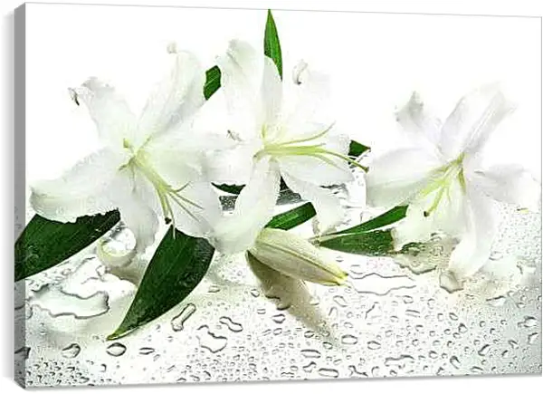 Постер на подрамнике - Лилии в каплях воды