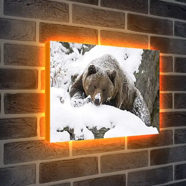 Лайтбокс световая панель - Медведь в снегу