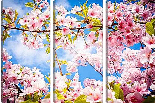 Модульная картина - Сакура