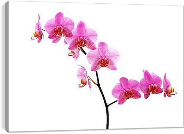 Постер на подрамнике - Орхидеи