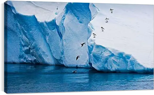 Постер на подрамнике - Ныряющие пингвины