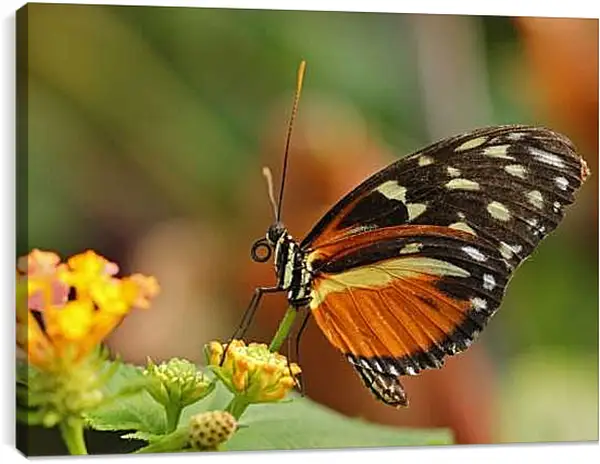 Постер на подрамнике - Бабочка на листочке
