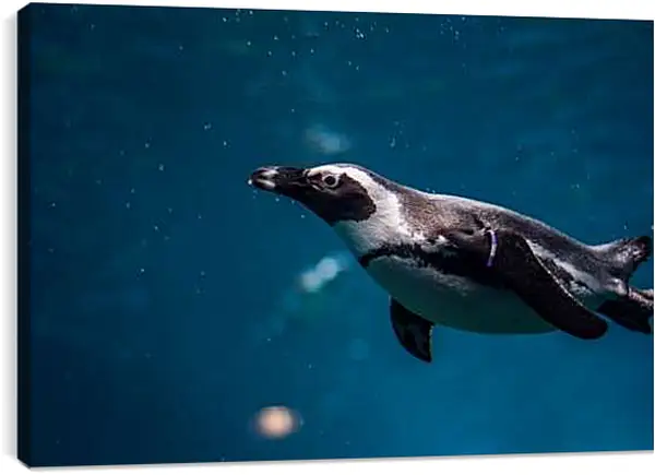 Постер на подрамнике - Пингвин под водой