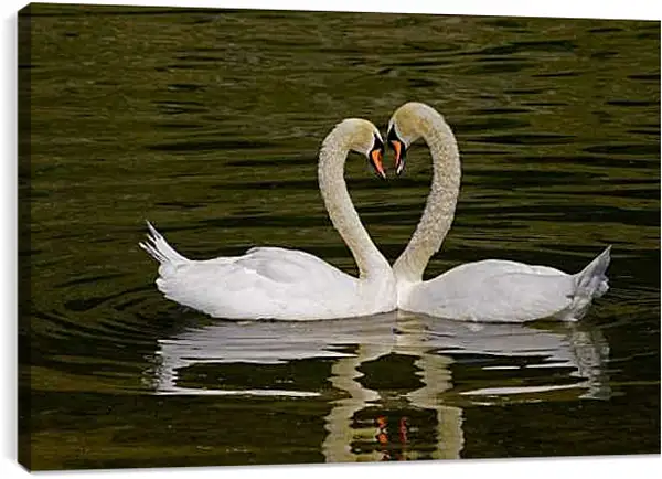 Постер на подрамнике - Парочка лебедей