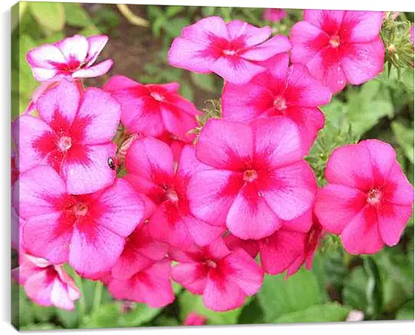 Постер на подрамнике - Дикие цветы