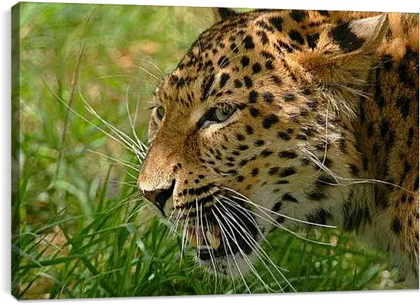 Постер на подрамнике - Леопард