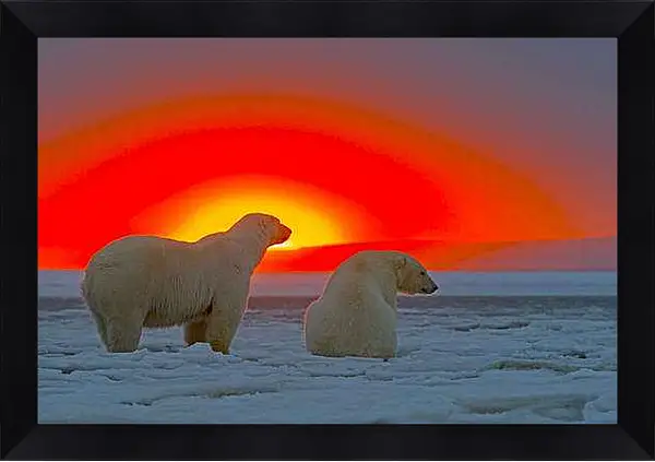 Картина в раме - Белые медведи