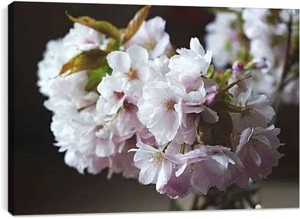 Постер на подрамнике - Цветы сакуры