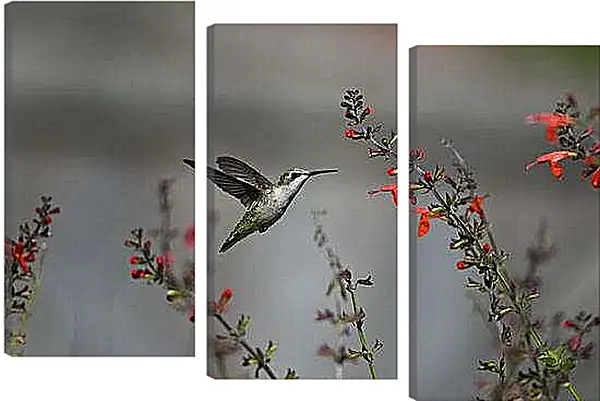 Модульная картина - Колибри
