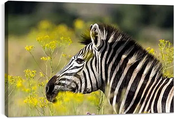 Постер на подрамнике - Зебра