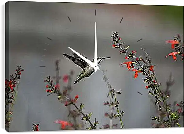 Часы картина - Колибри