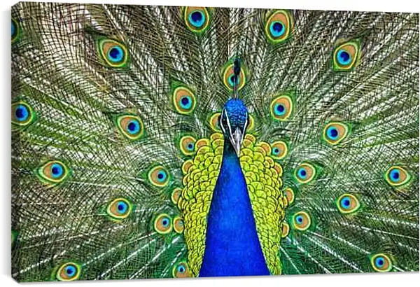 Постер на подрамнике - Павлин с распущенным хвостом
