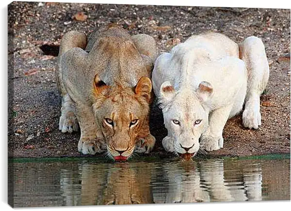 Постер на подрамнике - Белый лев