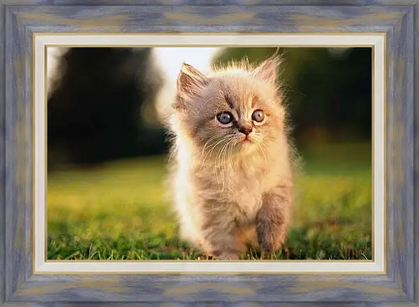 Картина в раме - Котенок