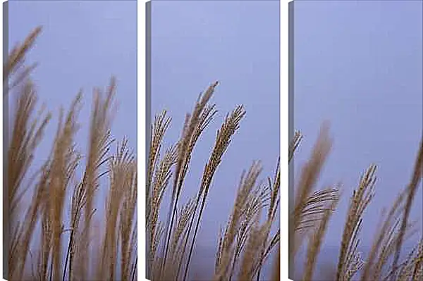 Модульная картина - Пшеница