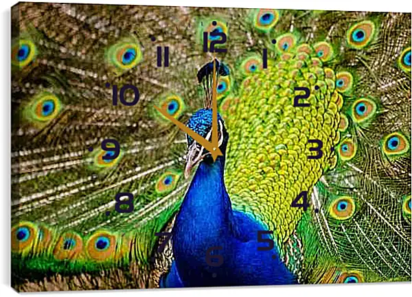 Часы картина - Павлин с распущенным хвостом
