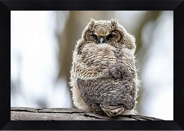 Картина в раме - Сова днём