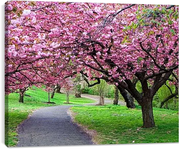 Постер на подрамнике - Розовые деревья в парке